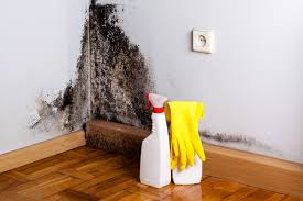 Best Commercial Mold Inspection  in Montebello, NY